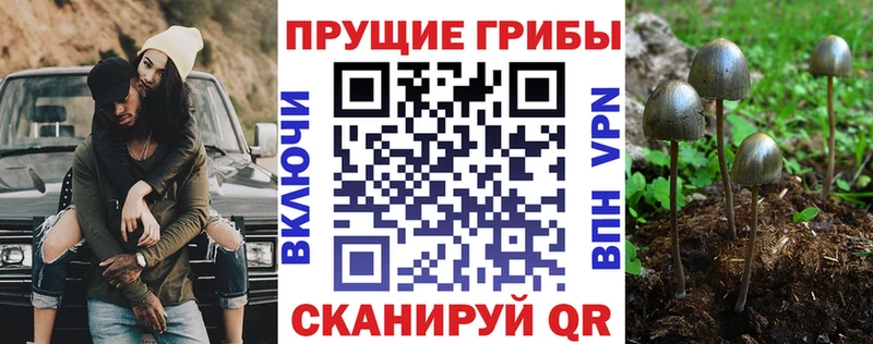 Галлюциногенные грибы Psilocybine cubensis  Купить  Родники 